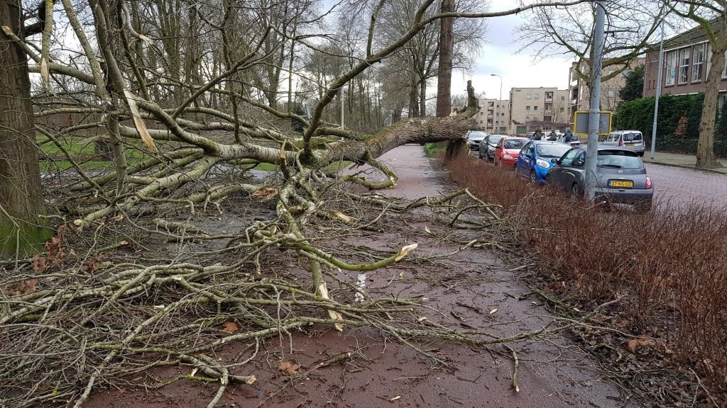 boom op fietspad storm boom op fietspad storm