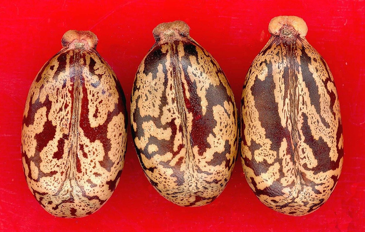 seeds-4454_1280@Pixaby Rizinussamen