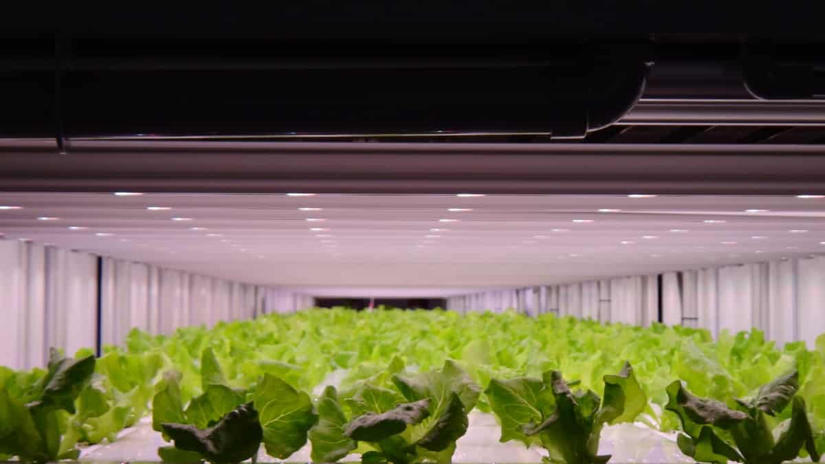crops