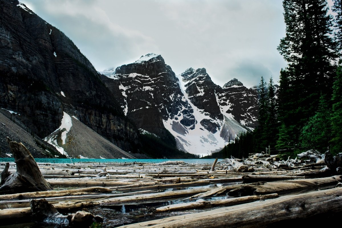 krishh-GQW7kDYDZ70-unsplash Dendrochronologie