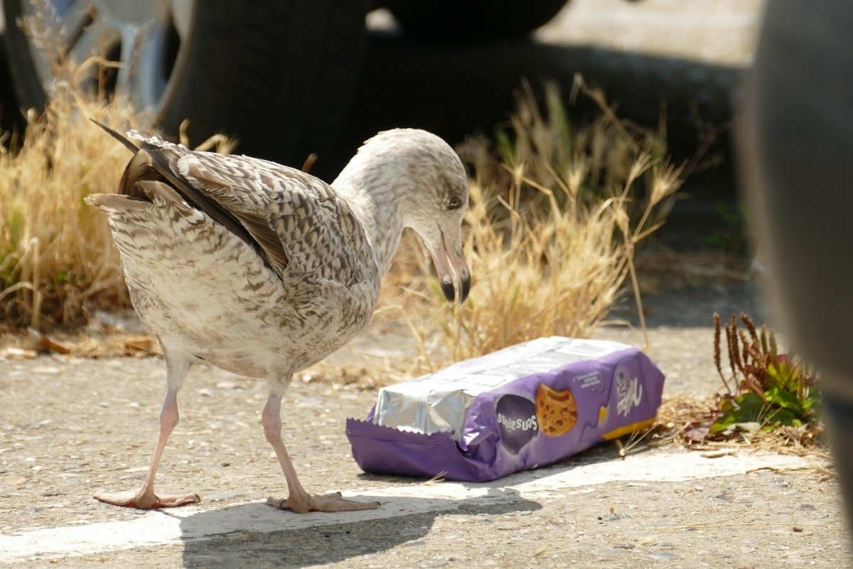 seagull-4401424_1920 seagull-4401424_1920