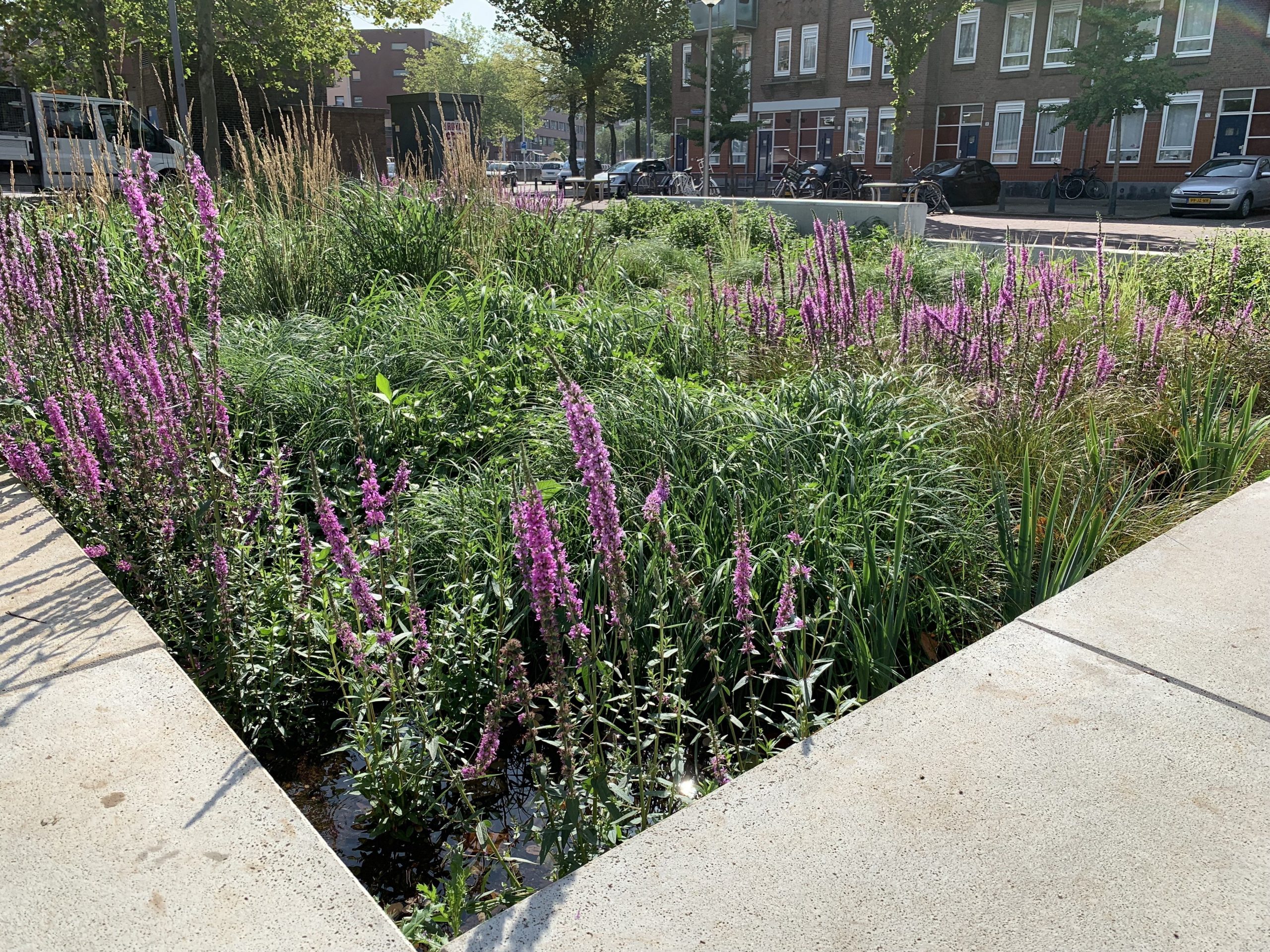 190806 ISO Bluebloqs biofilter De waterzuivering bij Sparta in Rotterdam
