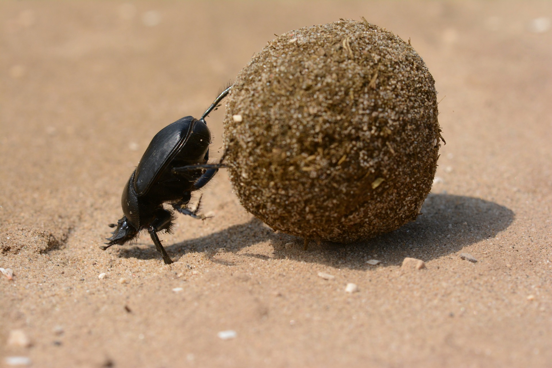 scarab-2490586_1920 scarab-2490586_1920