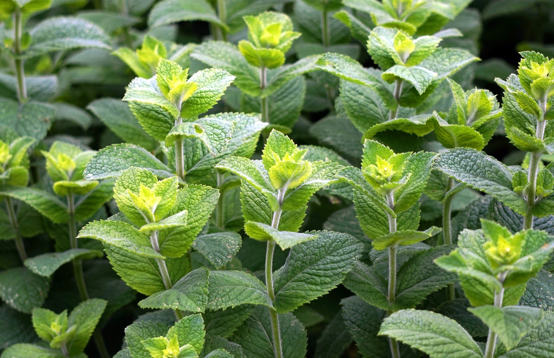 peppermint-3481470_1920 peppermint-3481470_1920