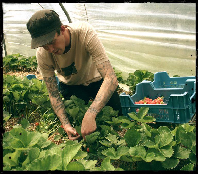 Yvo plukt aardbeien © Wilma Kraaij