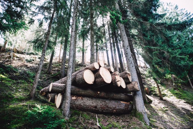 Holz, Baustoff, intelligentes Holz