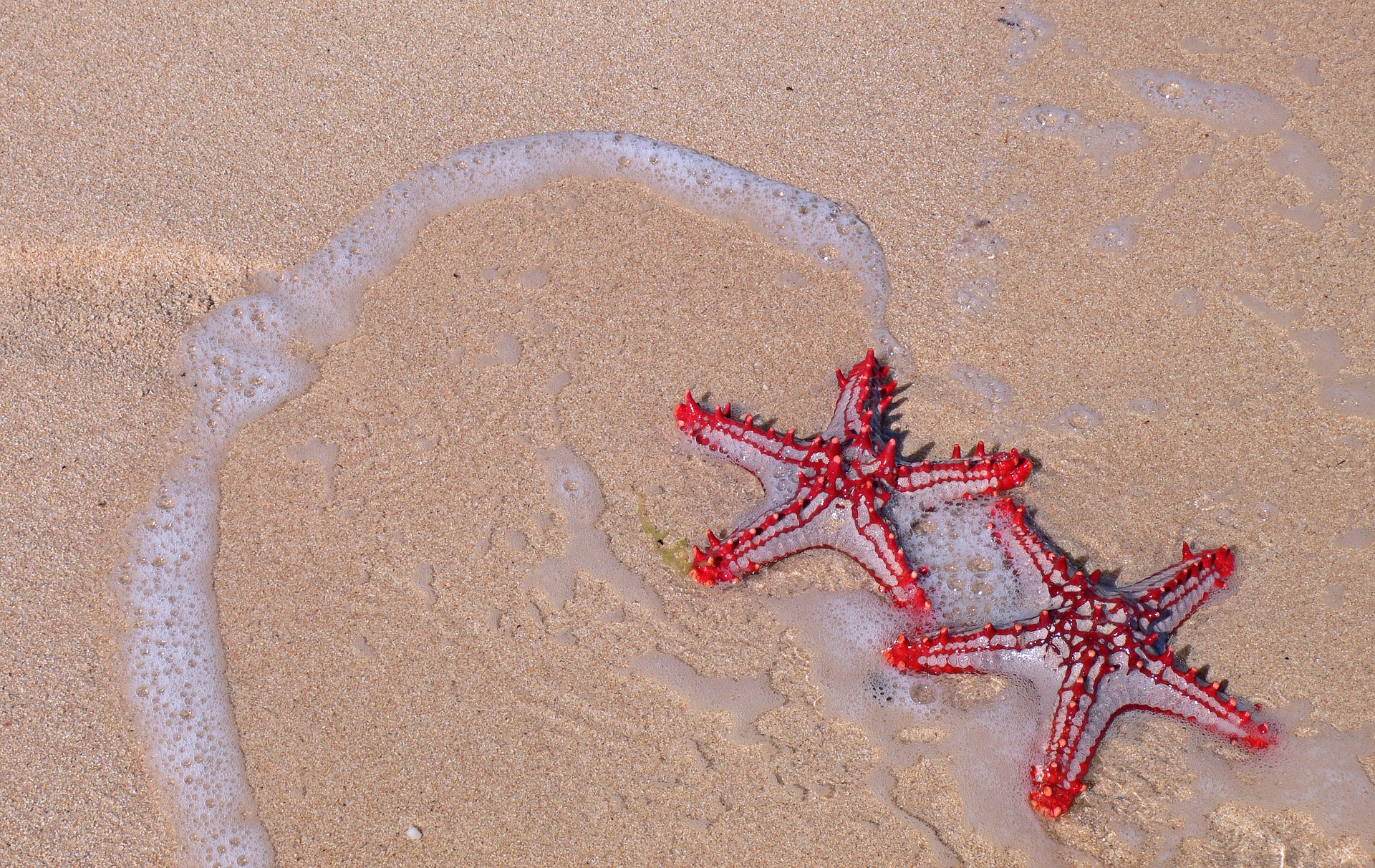 starfish-3453219_1920 starfish-3453219_1920