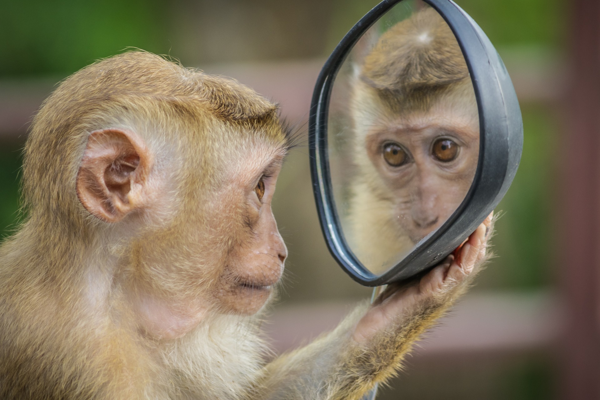 monkey-3512996_1920 monkey-3512996_1920