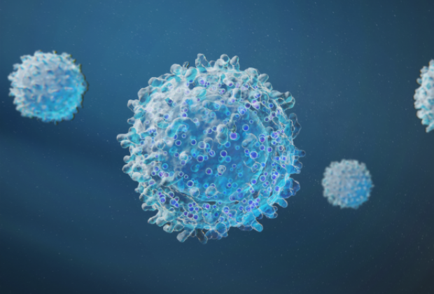 NK cell NK cell