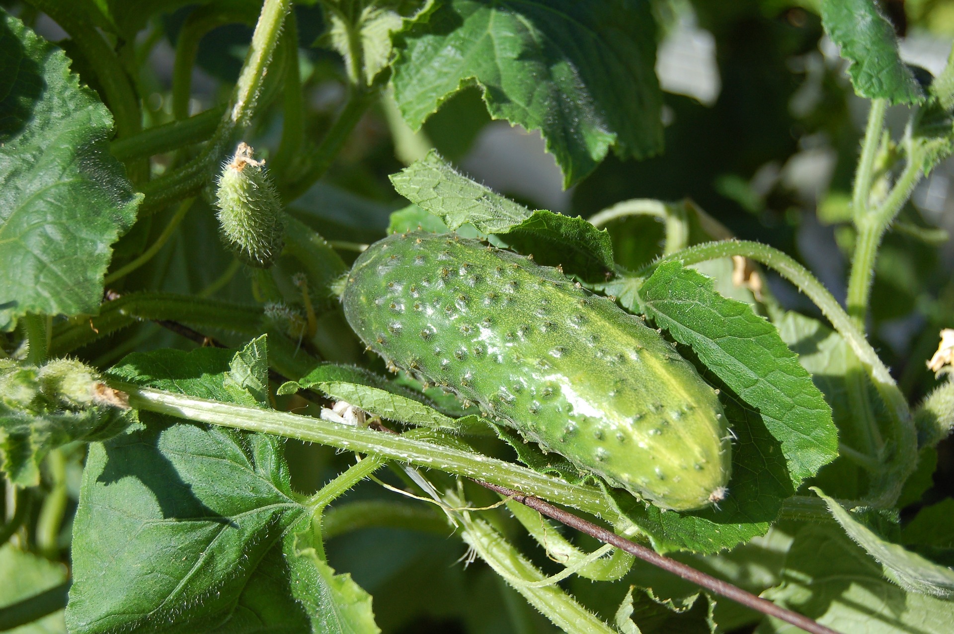 cucumbers-950695_1920 cucumbers-950695_1920