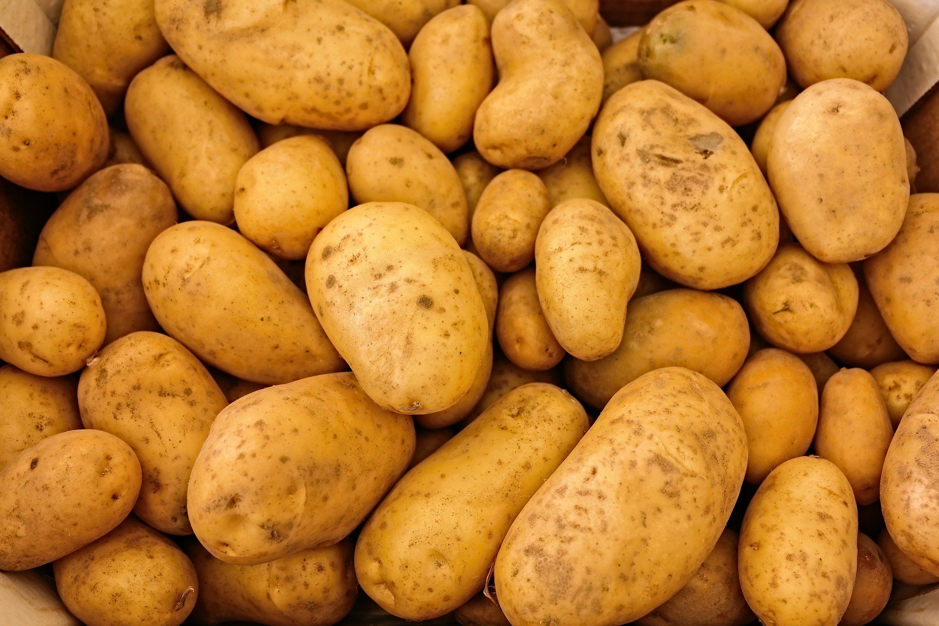 potatoes aardappelen potatoes aardappelen