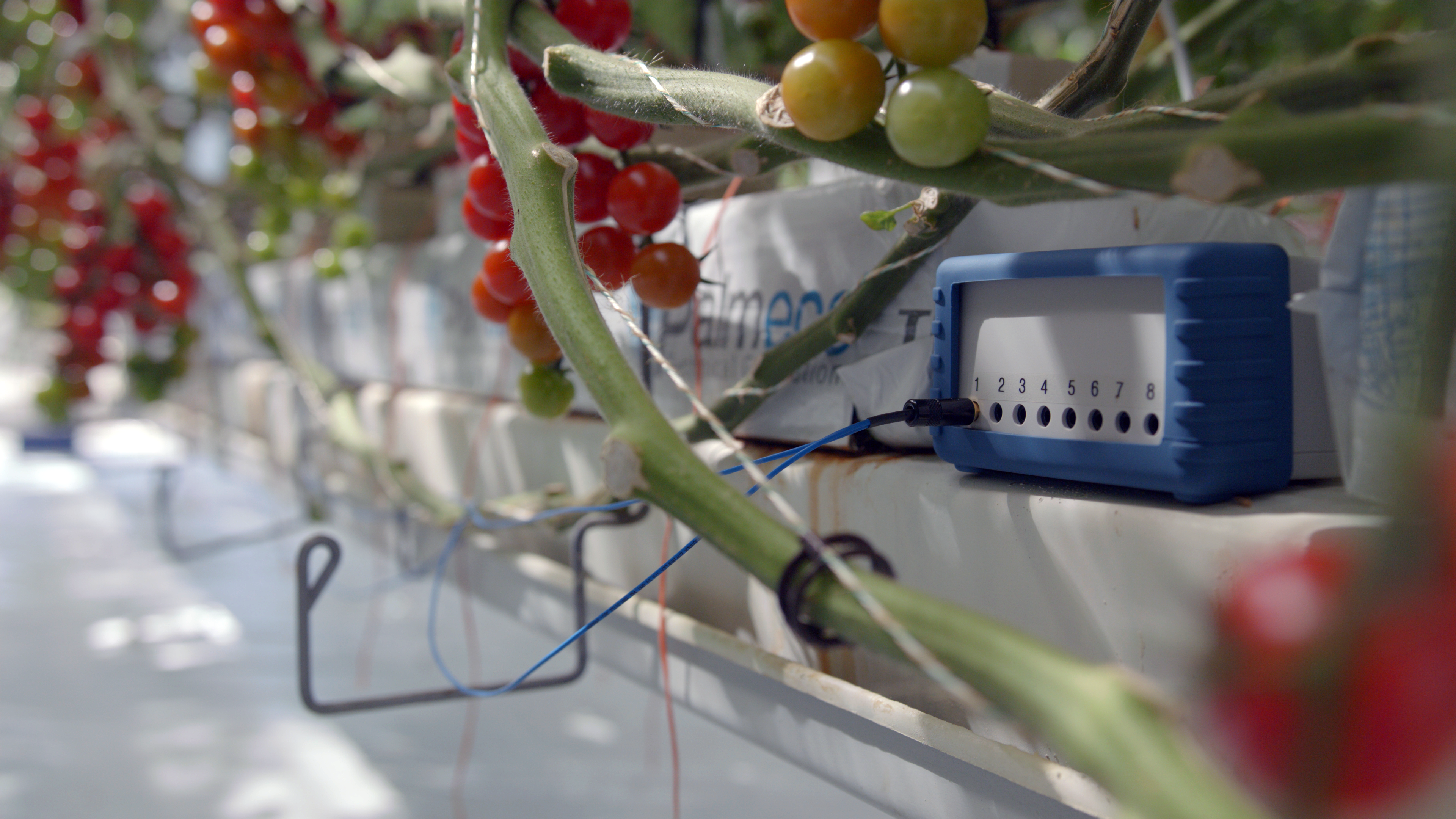PhytelSigns device in Greenhouse_2.5.1 sensors van phytelsigns