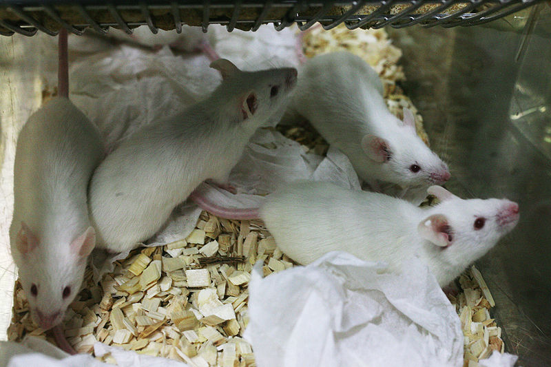 800px-Lab_mouse_mg_3154 800px-Lab_mouse_mg_3154