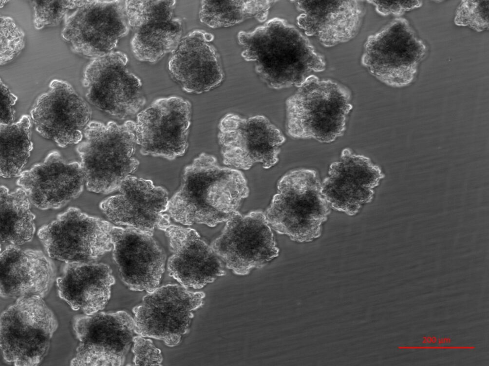 Pelztieren, Pelztiere, Pelztierzucht, in vitro Pelz, Pelz aus dem Labor,