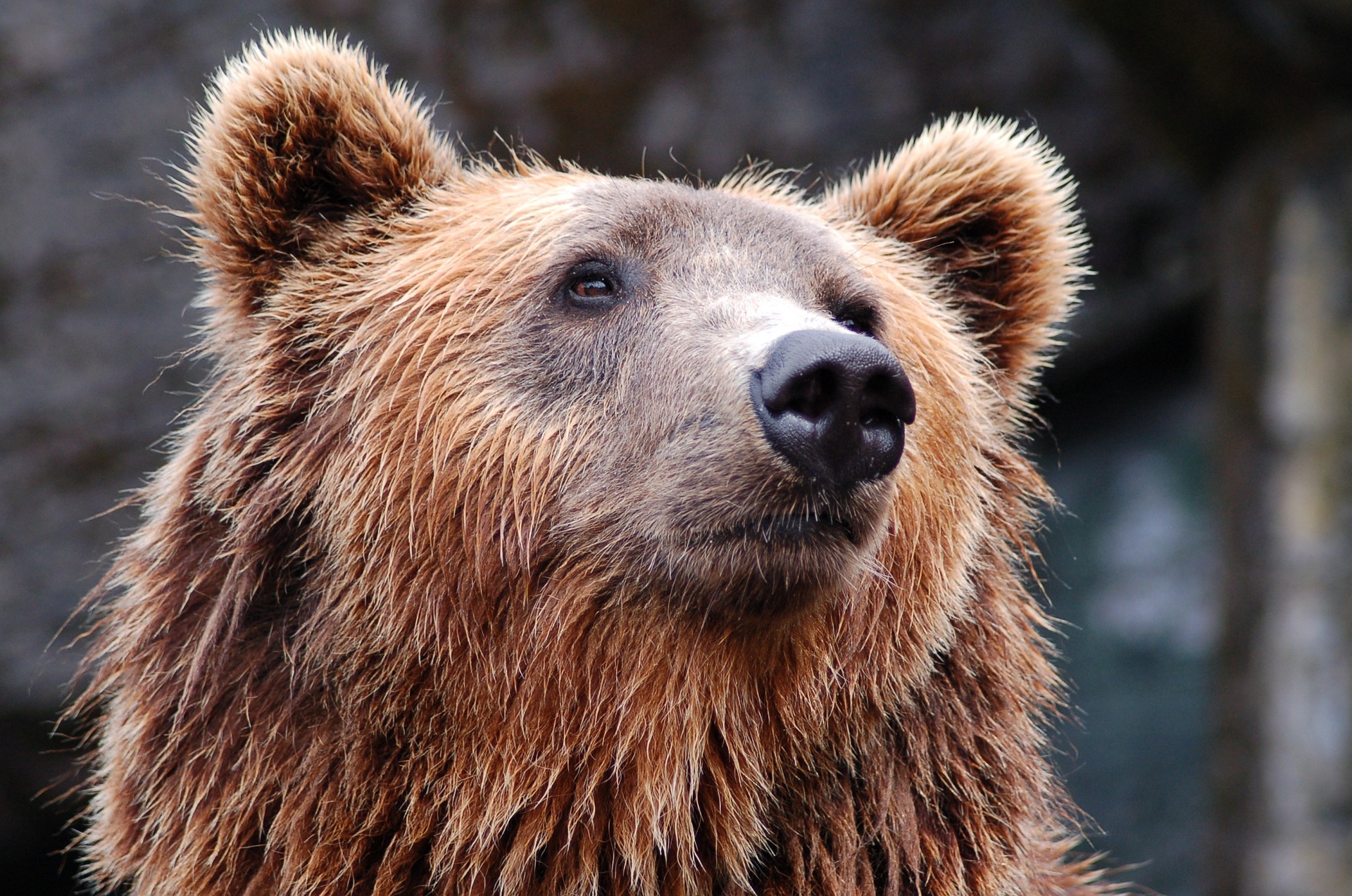 bear-gca5a62078_1920 bear-gca5a62078_1920