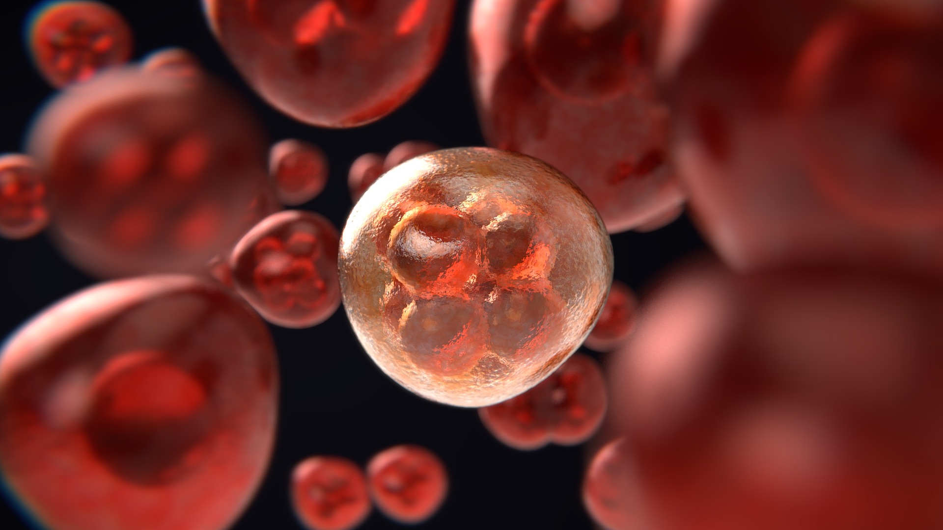 mitosis-3876669_1920 mitosis-3876669_1920