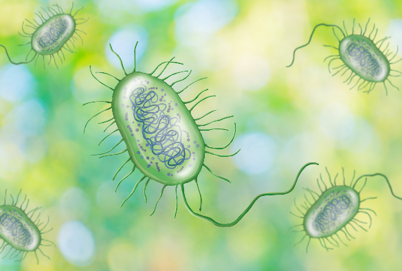 bacteria-1 bacteria