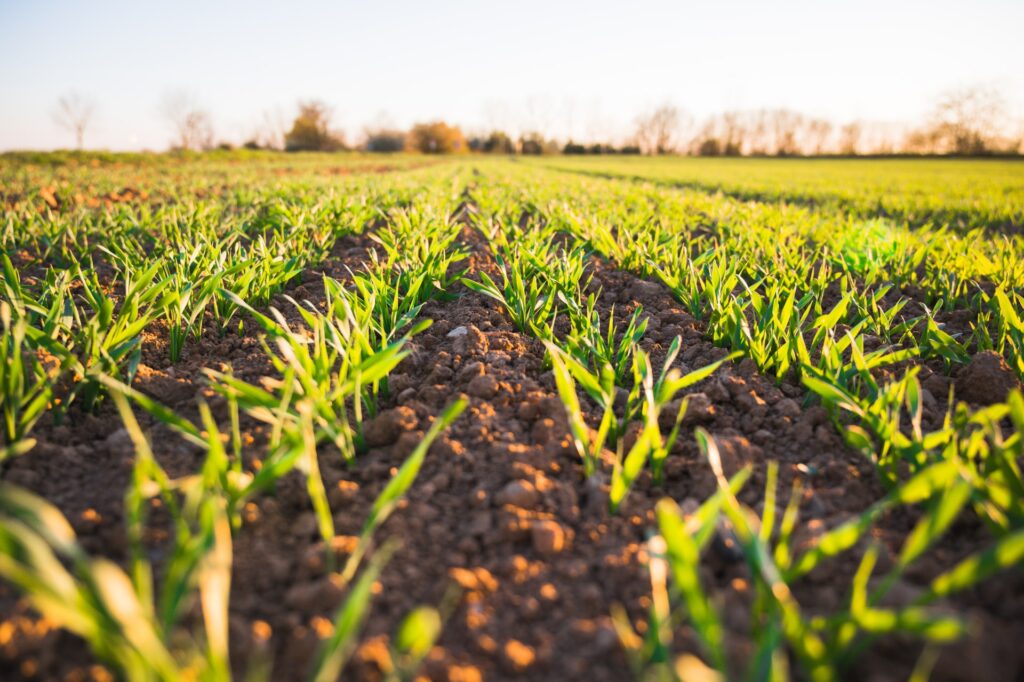 Agriculture