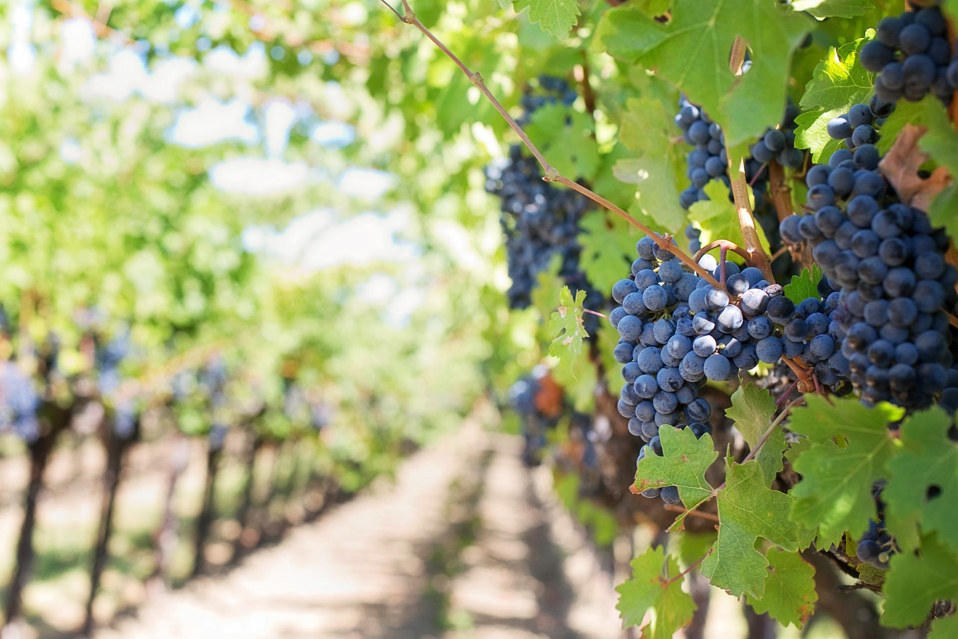 grapes-553462_1920 druiven