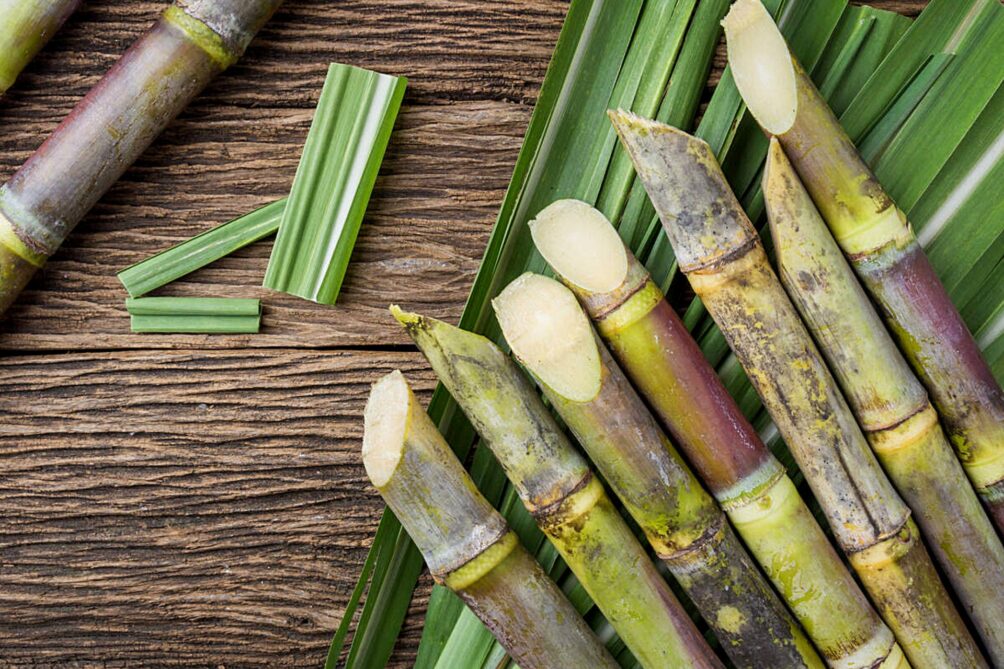sugarcane Archieven Innovation Origins