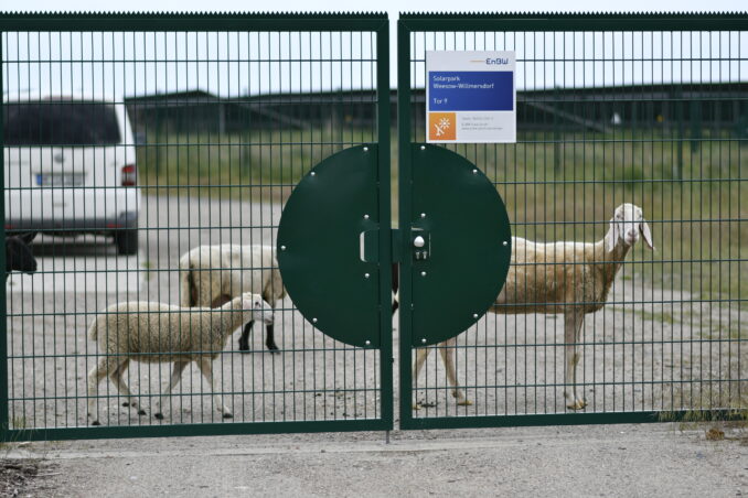 Het solarpark Weesow-Willmersdorf heeft een vaste groep bewakers. Foto Maurits Kuypers