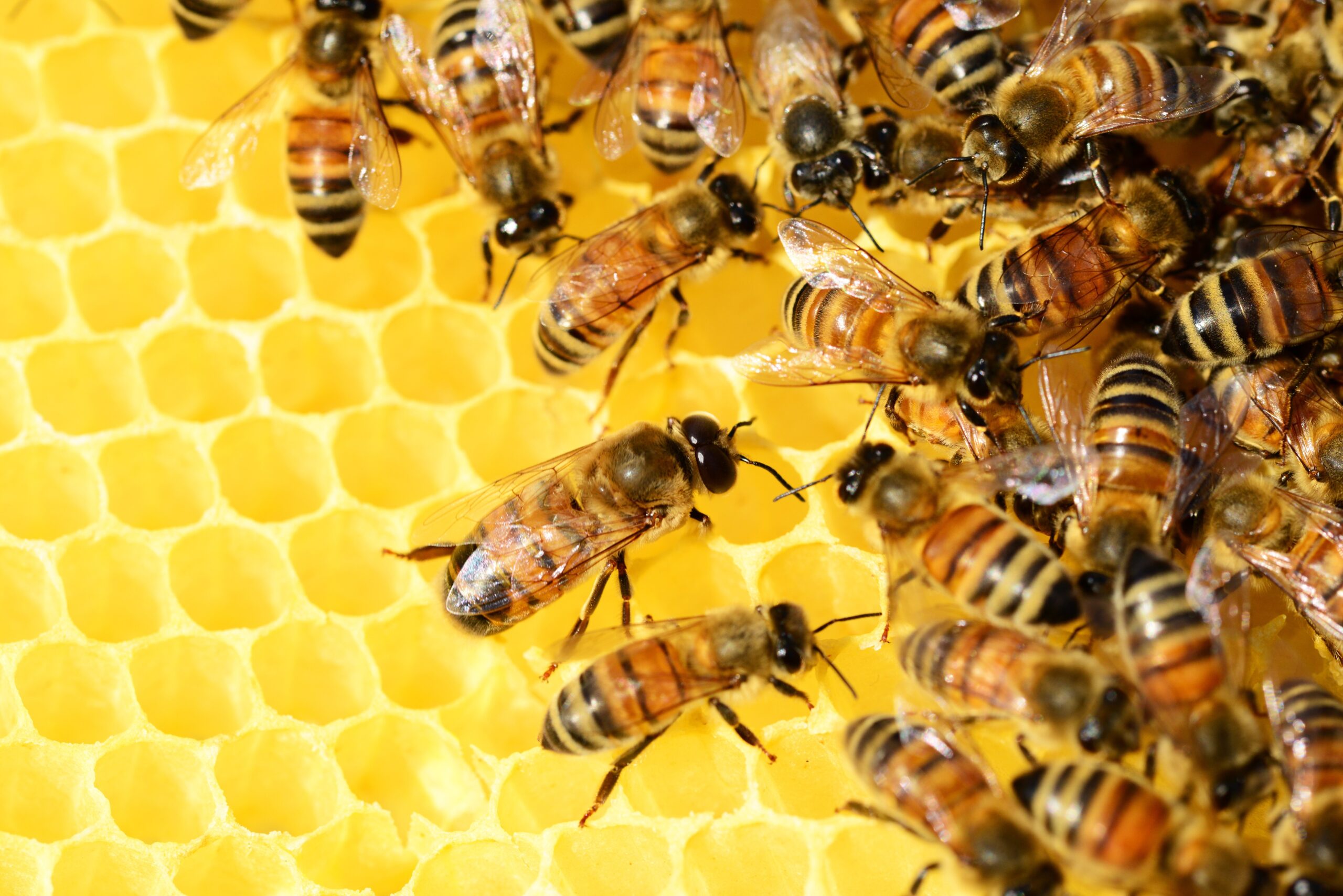 bees-326337 bees-326337