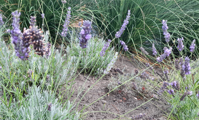 tuin