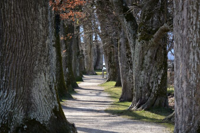 bomen